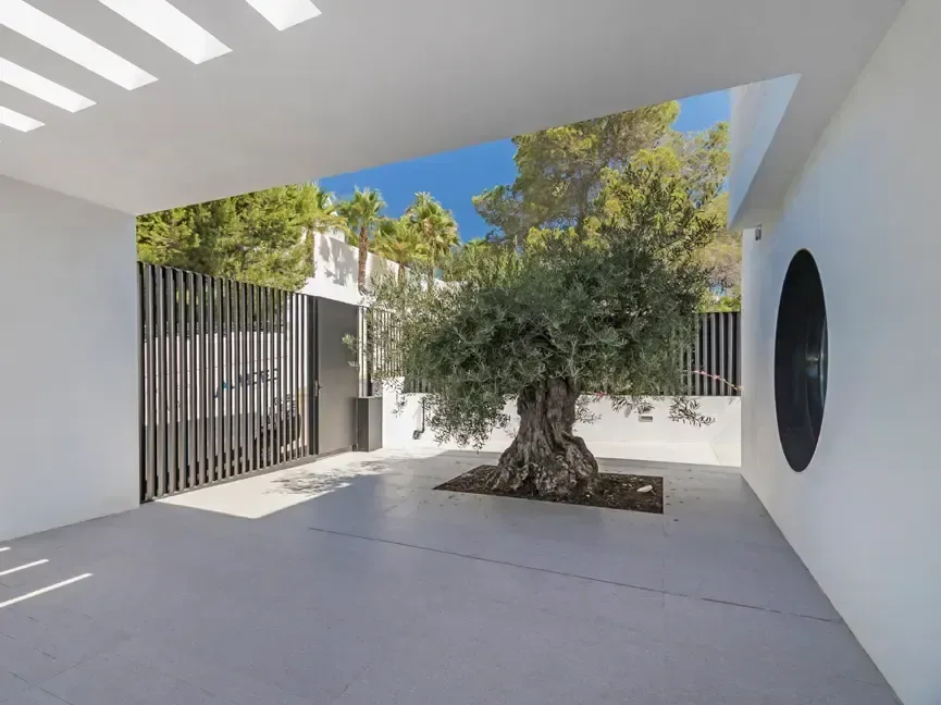 Patio de acceso con un olivo adulto plantado en pavimento continuo, muros encalados y un óculo redondo abierto en el muro.